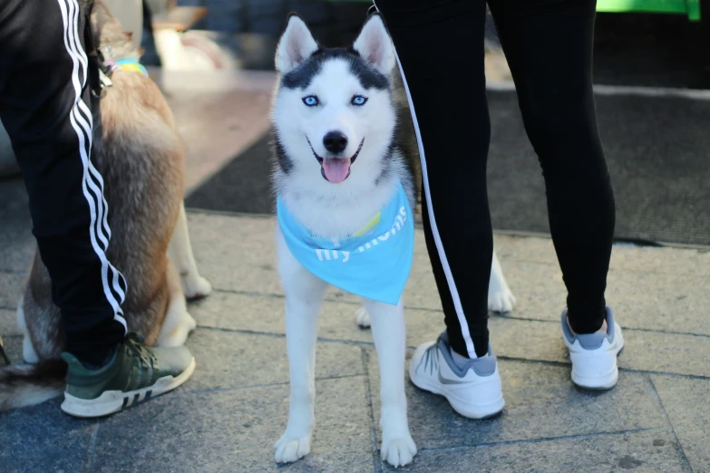 an husky with a blue shirt on and its tongue hanging out