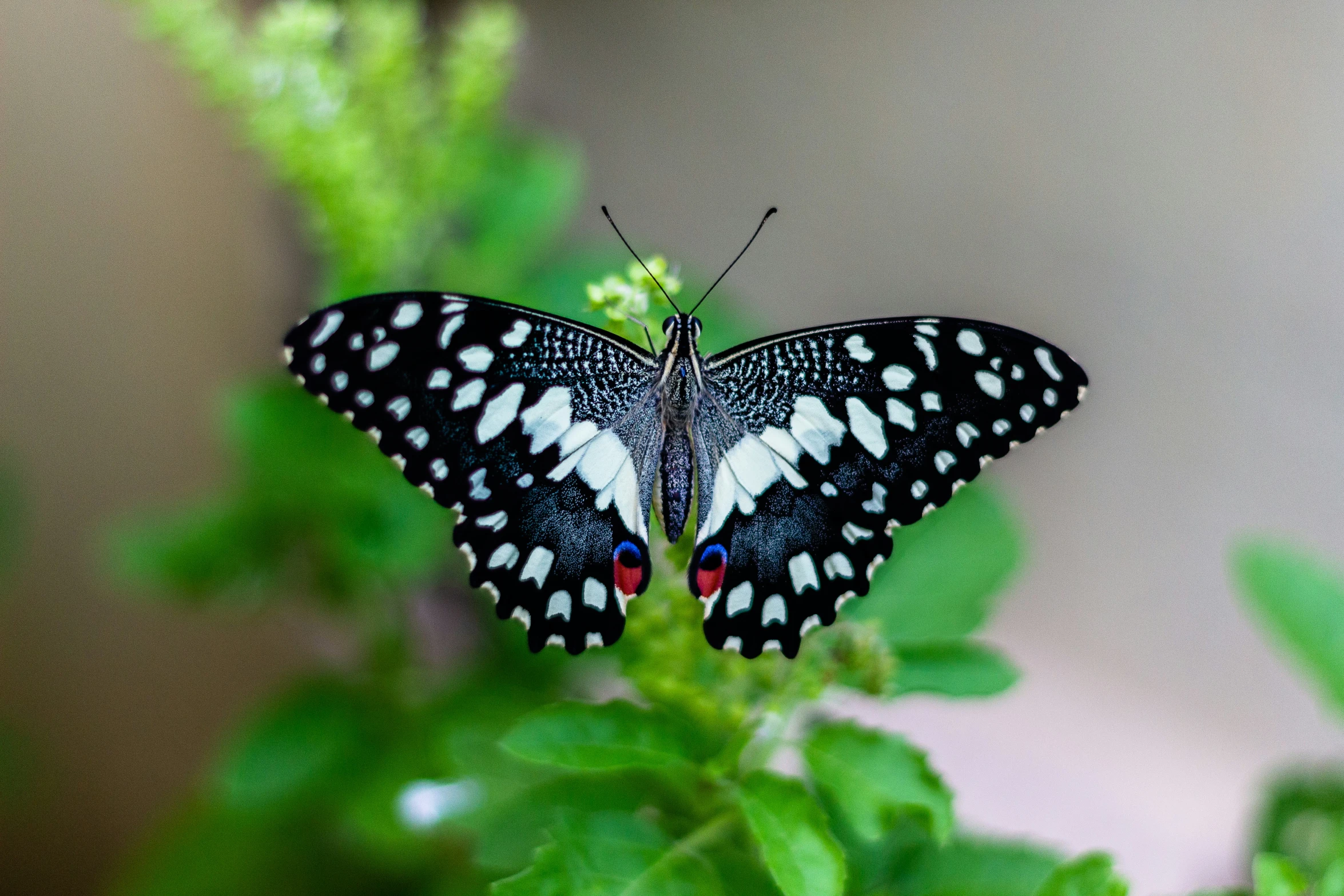 a very pretty black erfly sitting on some kind of plant