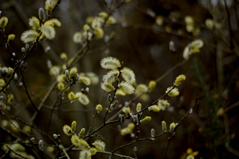 several small, yellow nches with flowers growing on them