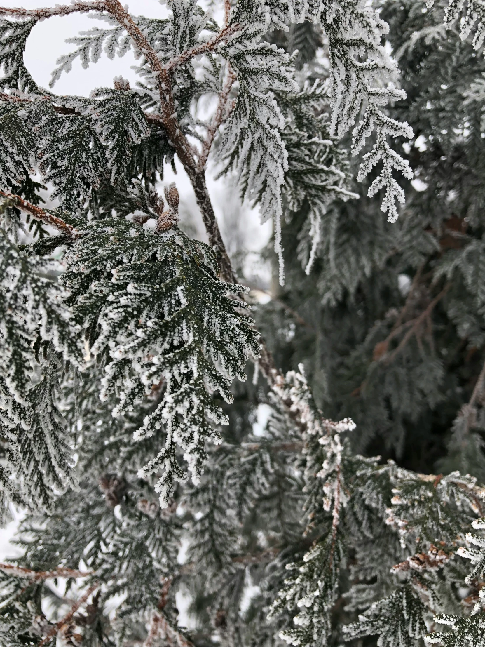 the snow is on top of the green pine tree