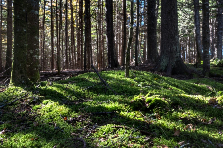 the trees are in the woods on the ground