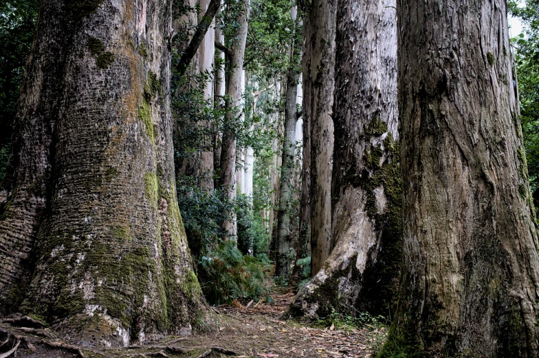 trees with some very big trunks growing around them