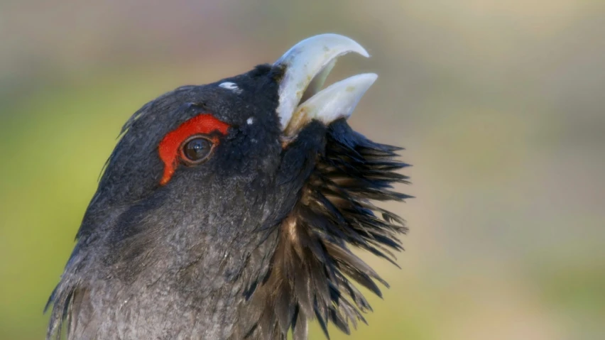 a bird has long white and black feathers