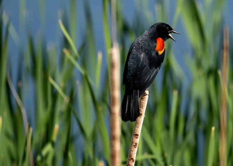 there is a bird with an orange in its beak