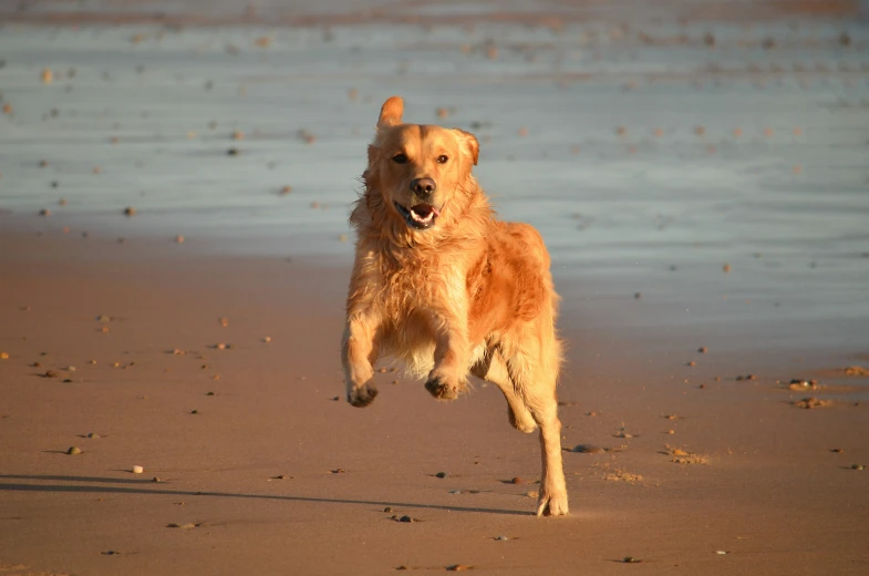 a dog is standing on its hind legs on the beach