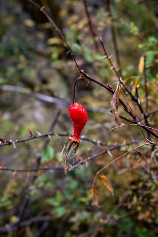 red flower sits on a nch outside in the sun