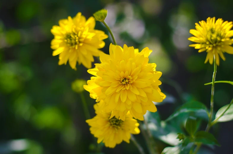 a large group of yellow flowers in a field