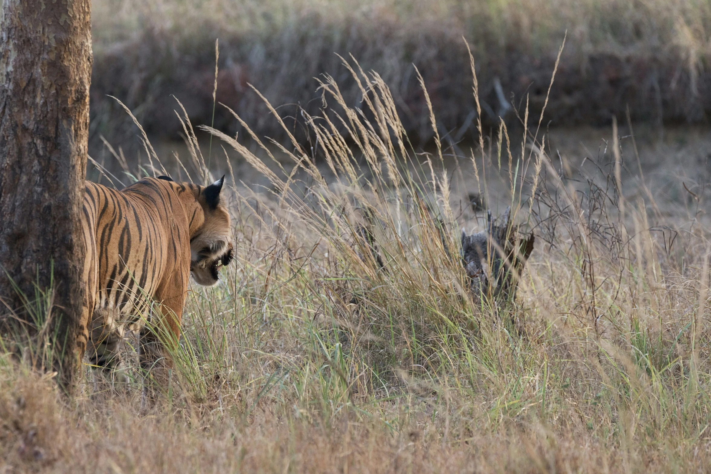 an adult tiger and a cub standing behind it