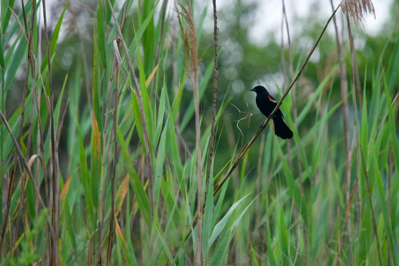 the black bird is perched on the stem of a plant