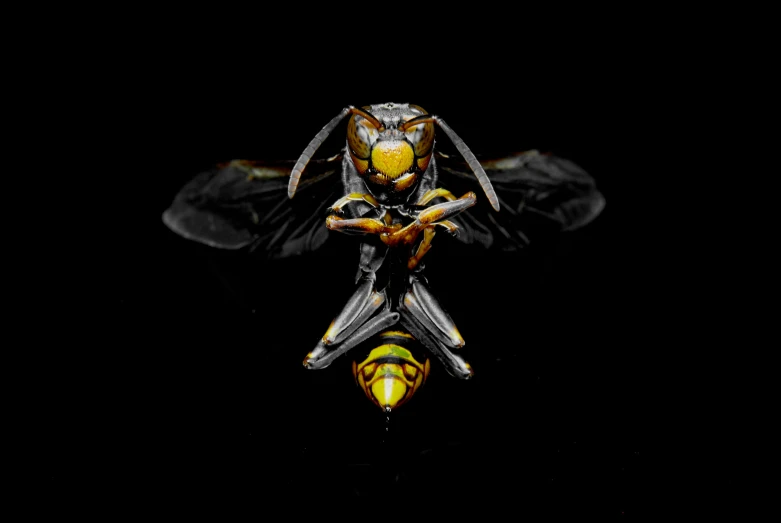 a yellow and black wasp insect in the dark