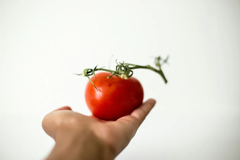 a person holds up a red tomato with a stem