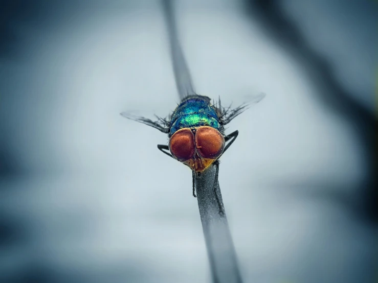 a blue fly sitting on top of a blade in the fog