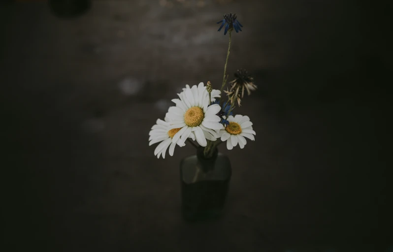 three flowers in a clear vase on a brown table