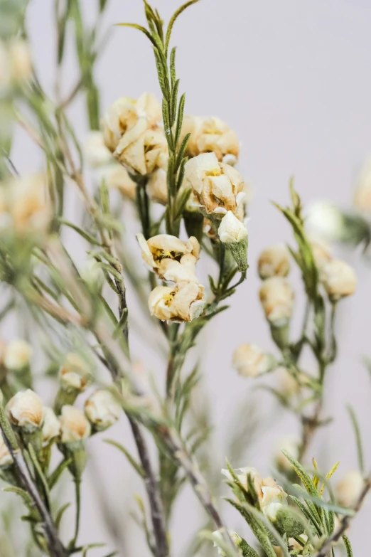 the white flower buds of the flowering plant