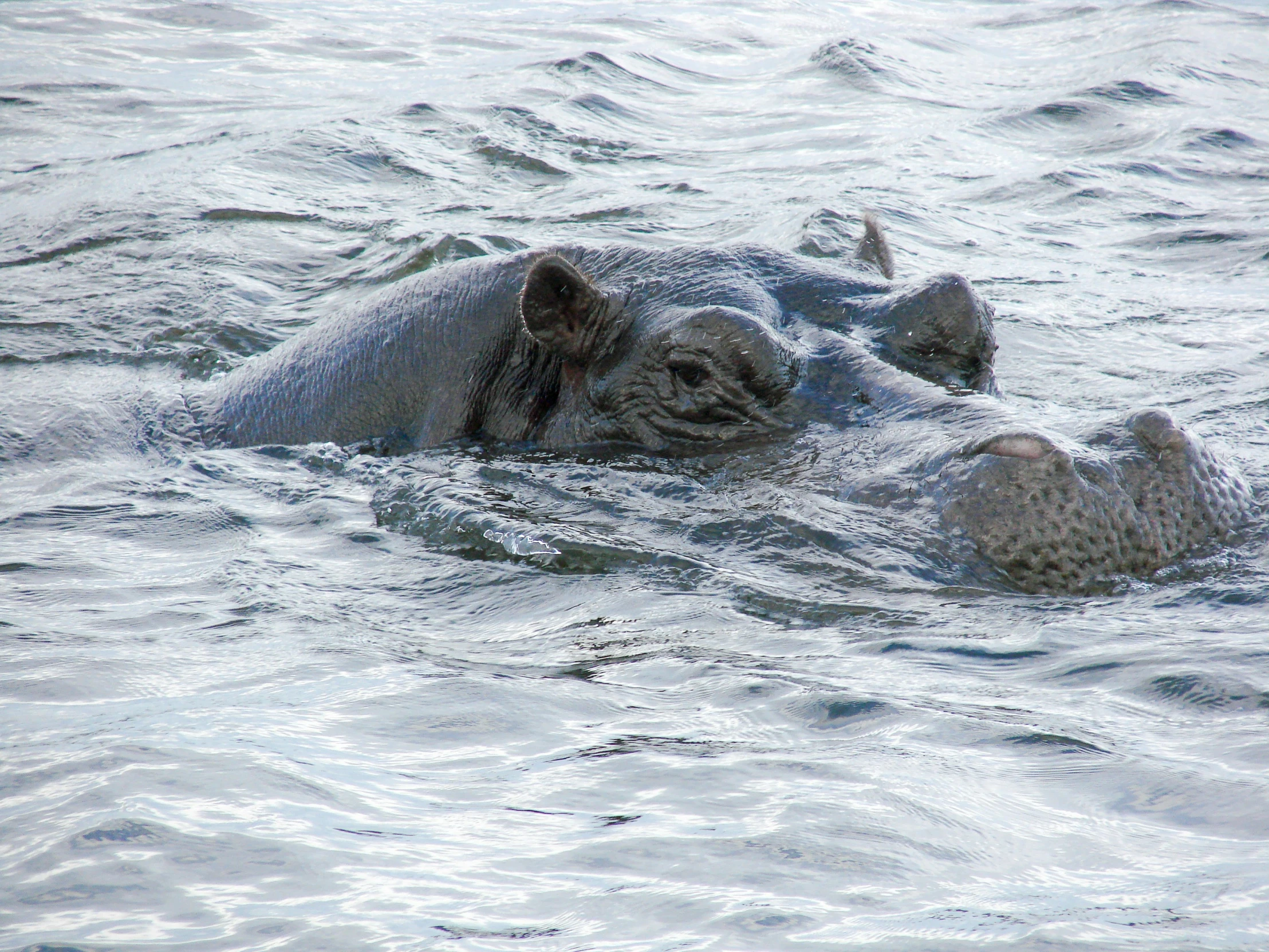 two large gray elephants are swimming in the water