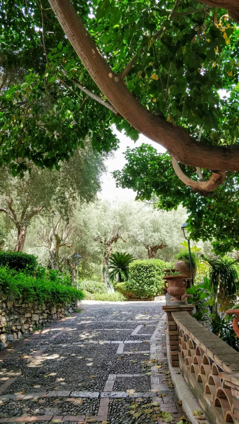 a brick path lined with lots of trees