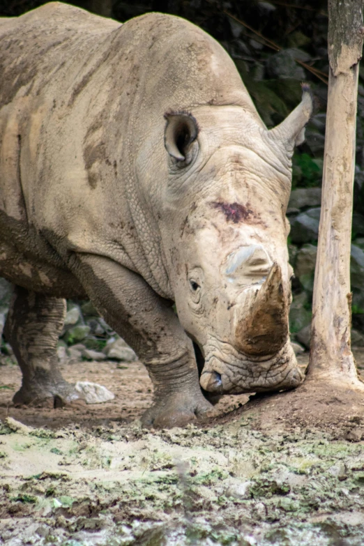 rhinoceros and other animals are walking together on the ground