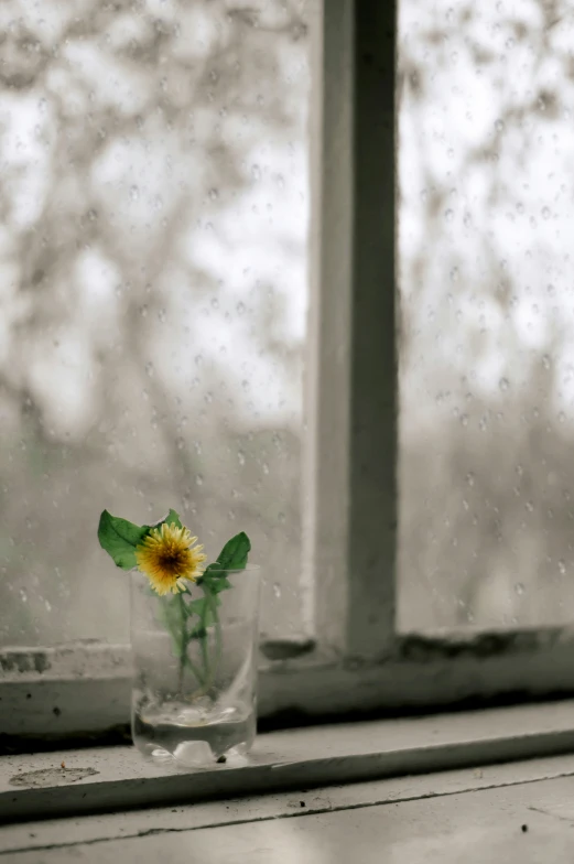 the window sill has flowers in it