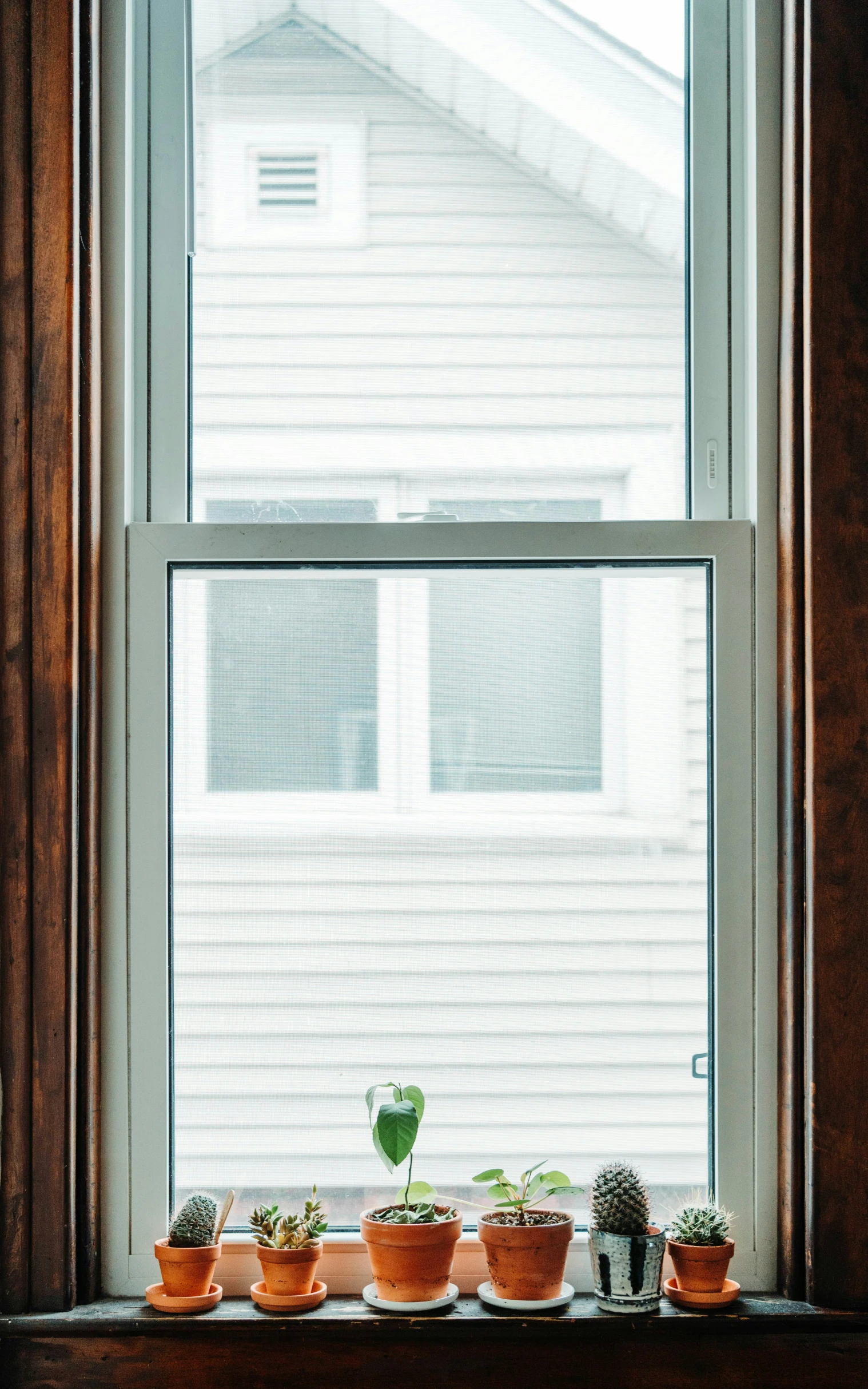 many potted plants in front of a window with blinds