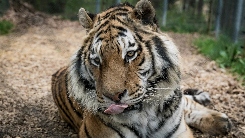 an adult tiger on the ground with its tongue hanging out