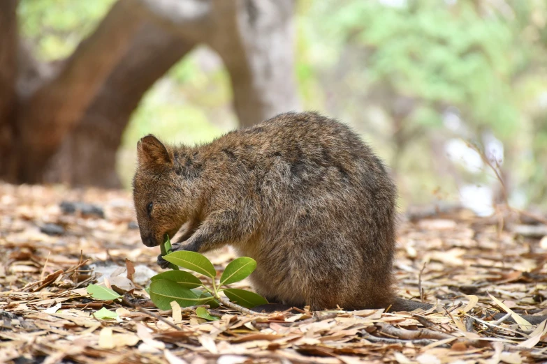 a small wild animal standing on leaves near a tree