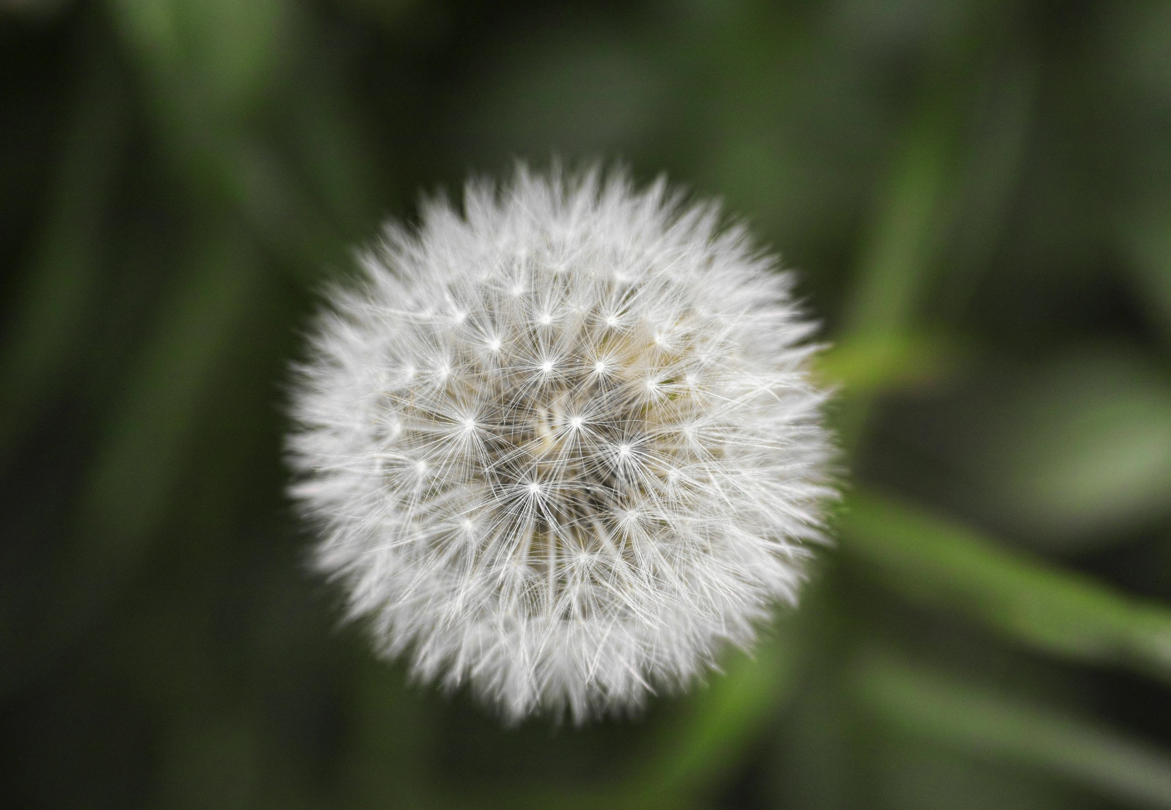 a white dandelion flower head with lots of seed sprouts