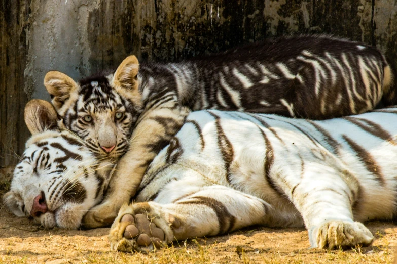 two adult white tiger lying on the ground