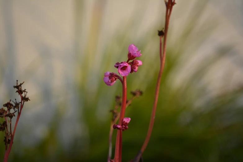 the two pink flowers are blooming in front of a wall