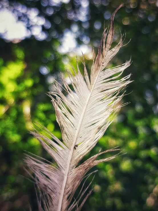 a white feather sits in front of trees