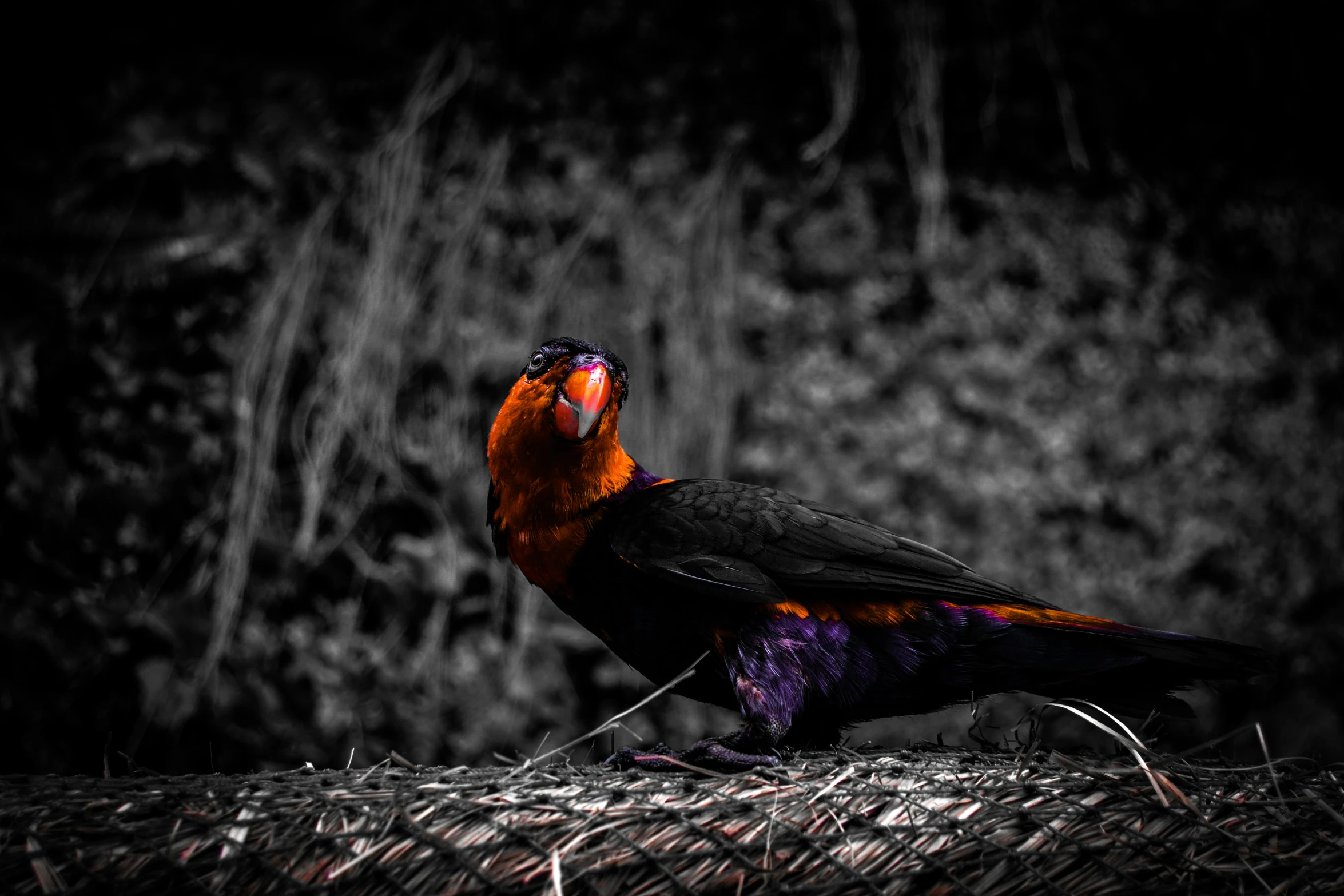 a black and red bird is standing on the ground