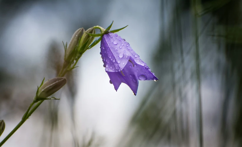 purple flower with green stems near the water