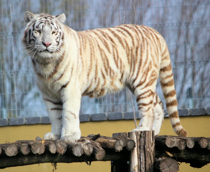 a white tiger standing on top of a wooden structure
