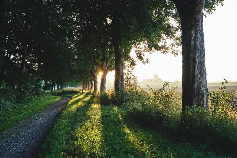 a path next to a row of trees next to a road