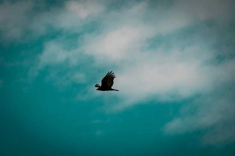 bird flying on the sky with a cloud filled background