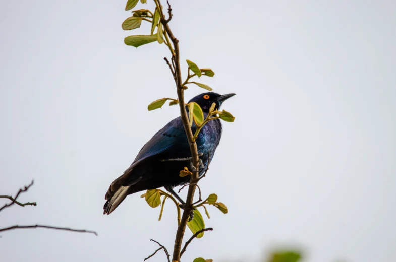 a black bird sitting on top of a tree nch