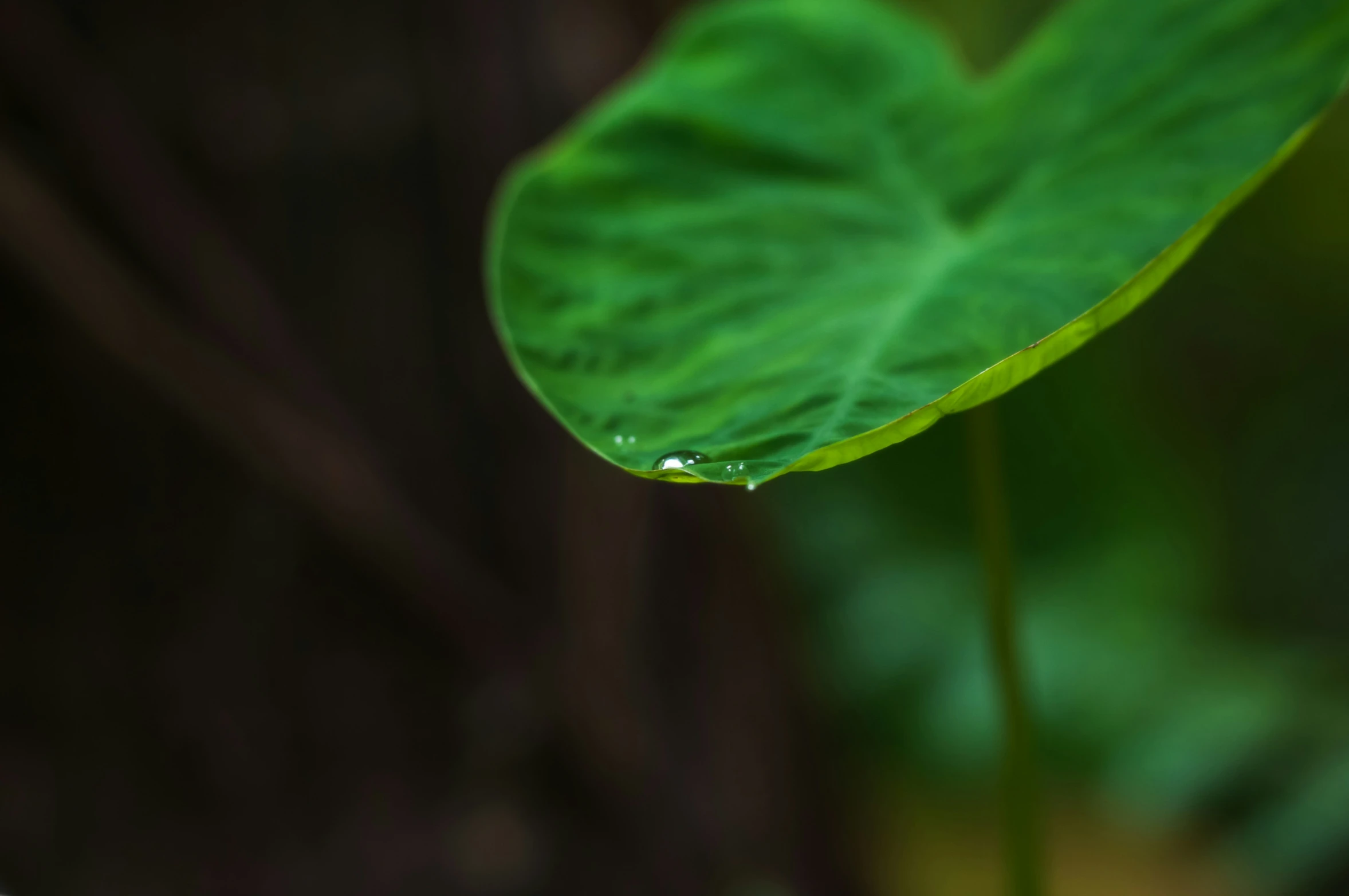 a water drop is suspended on a leaf