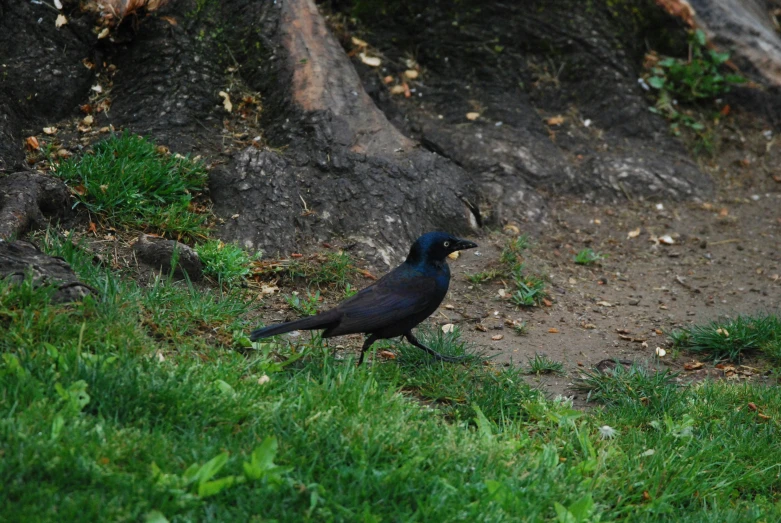 a black bird is on some grass near a tree