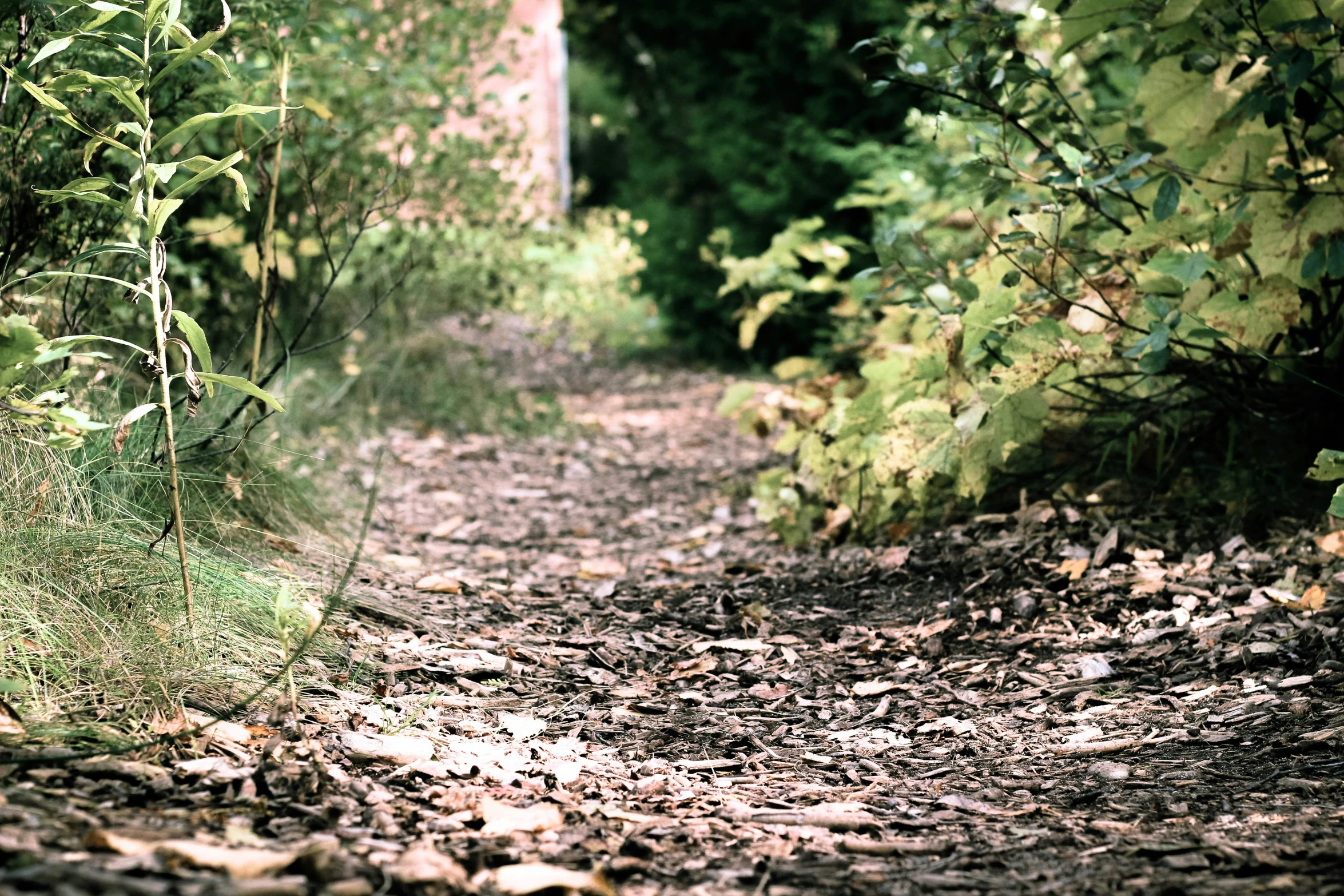 a dirt path surrounded by trees and foliage