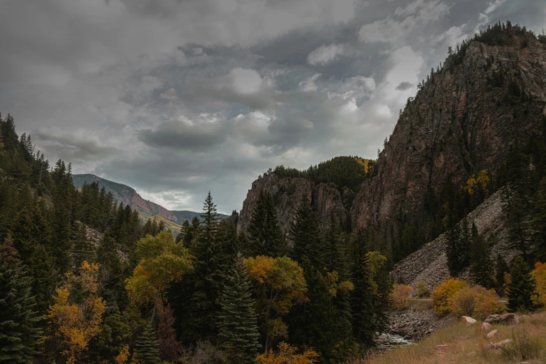 trees with brown, green and orange leaves near cliffs