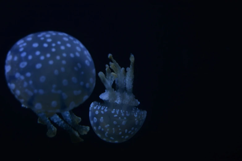 a close up of a blue and white spotted jelly