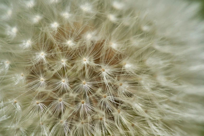 this is a close - up image of a dandelion