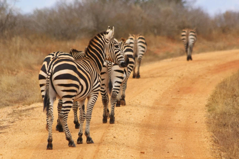 zes walk down the road in a line on the same path