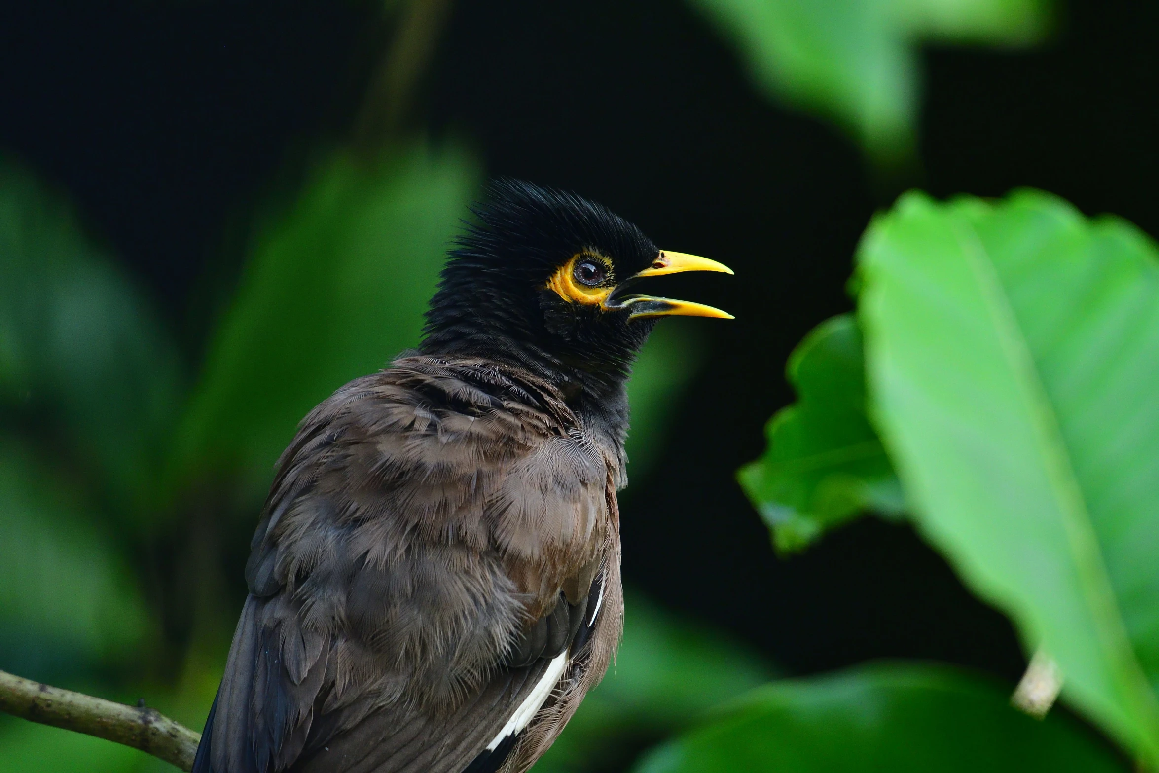 a bird is sitting on the nch with green leaves in the background