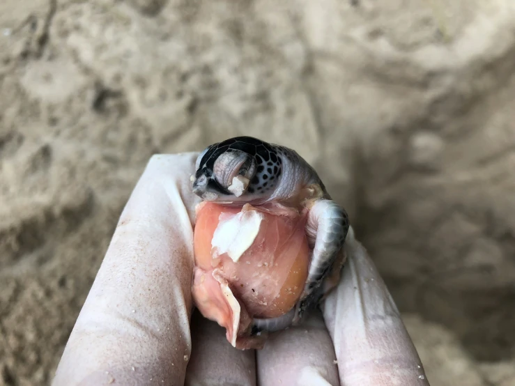 a bird that is sitting on someones palm