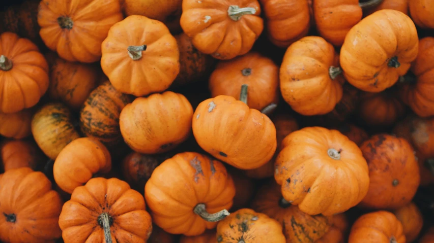 a pile of pumpkins are shown together