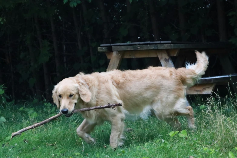 a big dog that is carrying a stick in its mouth