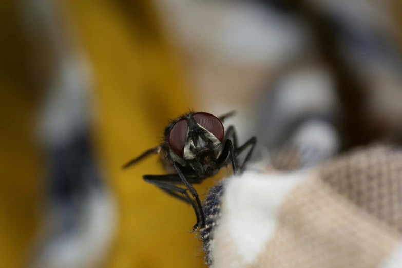 a fly with a pink head is sitting on a persons hand