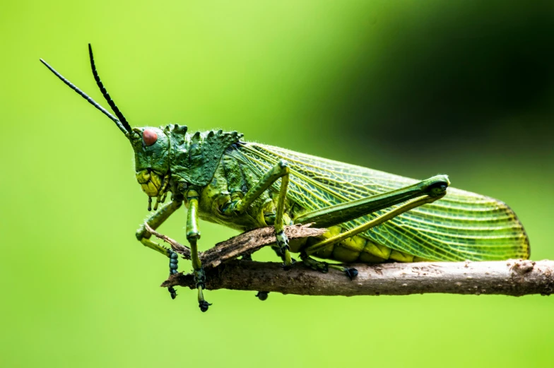 a large green insect sits on a stick