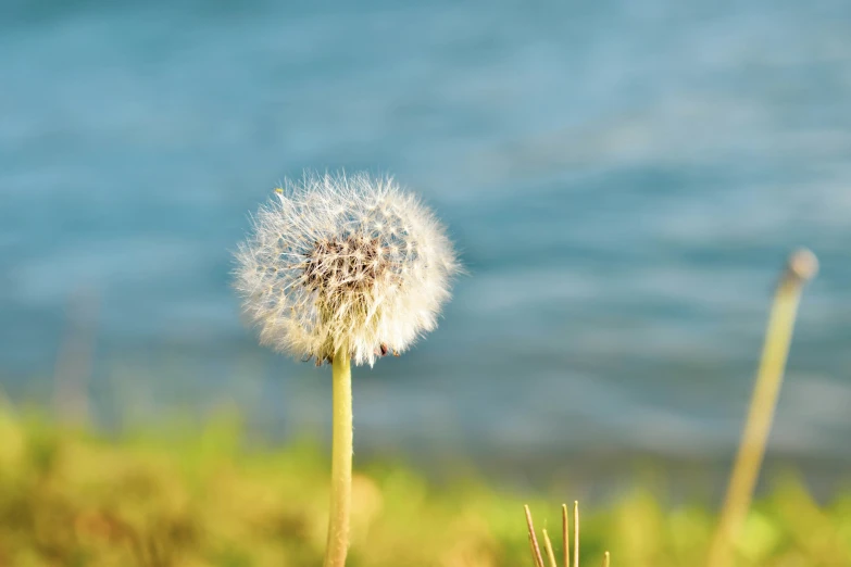 a dandelion with fluffy white petals near water