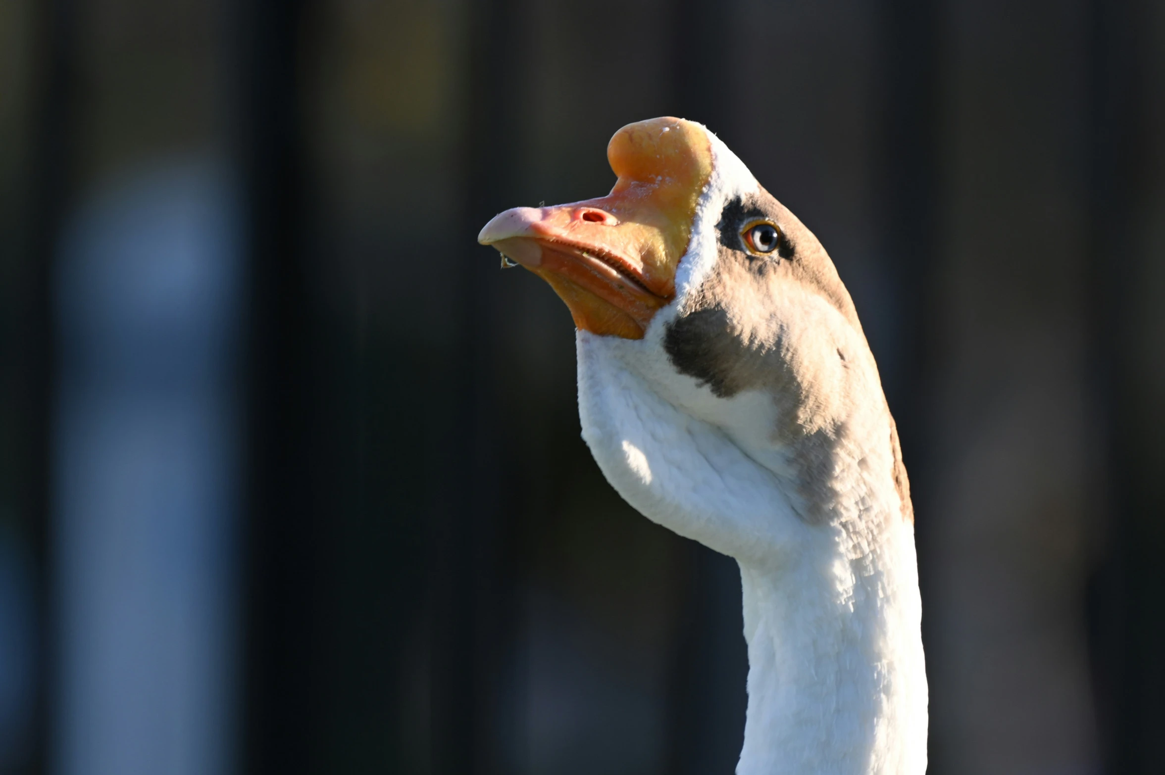 a brown and white duck with a long beak